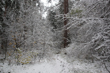 trees in winter forest in snow and fresh traces on path
