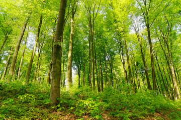 Fototapeta na wymiar Rotbuchenwald mit Naturverjüngung