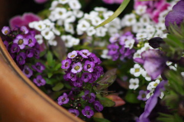 purple and white flowers