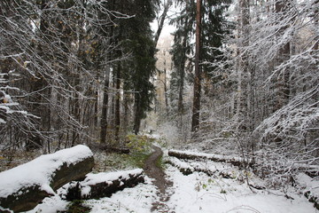 path in forest in winter with fallen logs 