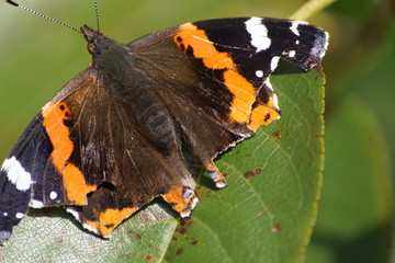 Motyl , kolorowy motyl ,owad