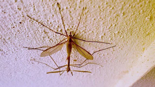 Two gnats copulating in a wall in the summer