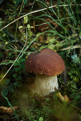 White mushroom grows among green plants