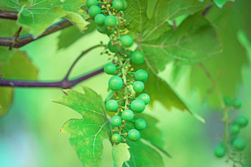 Zielone winogrona.