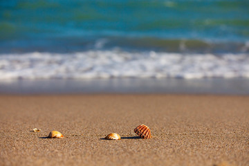 Fototapeta na wymiar Shells on the beach with the blue sea in the background