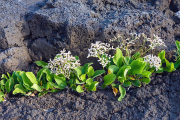 White flowers of the plant sprout in stones of volcanic origin on the island of San Miguel,...