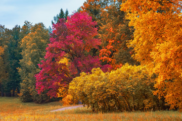 View of the outskirts of an autumn forest with bright trees.