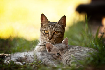 Mother and Kitten