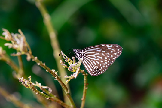 Blue Glassy Tiger Ideopsis Vulgaris Macrina