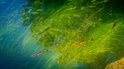 Shoal of fish in the crystal river