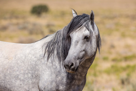 Wild Horses