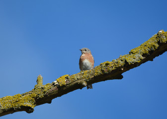 Eastern Bluebird