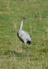 Obraz premium Sandhill Crane