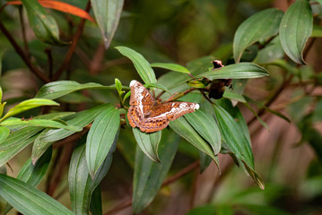 Knight Lebadea martha