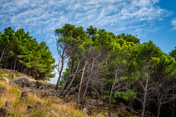 Fototapeta na wymiar Pine trees and blue sky at the sea coast in Croatia