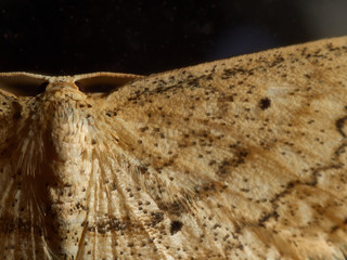 Butterfly on a Mirror