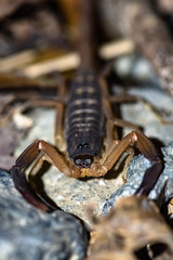 Arrowbreasted Scorpion Lychas scutilus