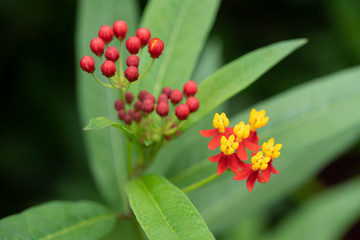 愛らしいカラーのアスクレピアス