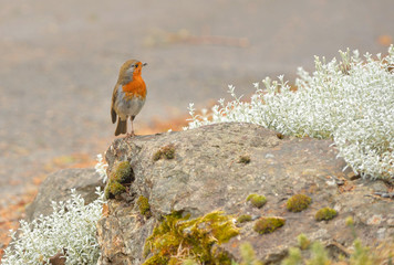 Close Up Of A Red Robin Bird