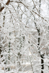 tree branches covered with white snow during