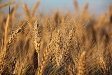 Obraz premium wheat