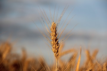 Fototapeta premium wheat gold