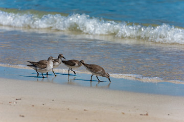 Red Knot Calidris canutus