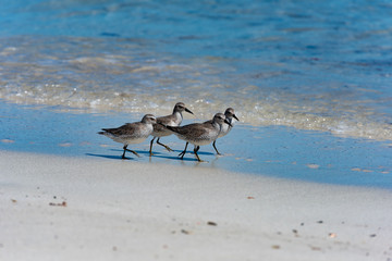 Red Knot Calidris canutus