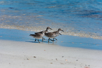 Red Knot Calidris canutus