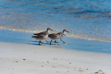 Red Knot Calidris canutus