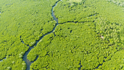 River in tropical mangrove green tree forest top view. Mangrove jungles, trees, river. Mangrove landscape
