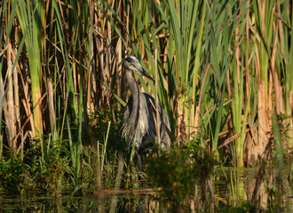 Great Blue Heron standing in tall reed along edge of wetlands