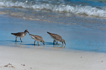 Red Knot Calidris canutus