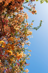 Blooming bougainvilleas flowers