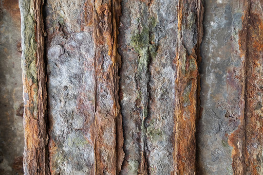 DIE 481 BESTEN BILDER, STOCKFOTOS UND ZU „Kieferklauen