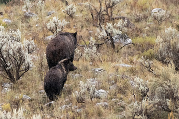 Grizzly mother and cub