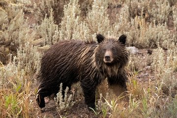 Grizzly bear cub