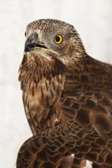 rapace