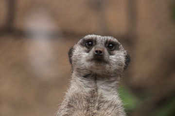 Fototapeta premium meerkat on guard