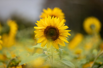 Sonnenblumen mit Blur