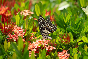 Eastern Tiger Swallowtail Butterfly found in northeast Asia.