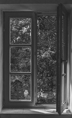 Old wooden window and view of trees, Black and White