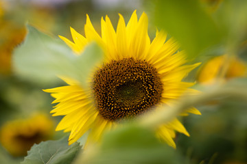 Sonnenblume mit Blur