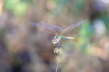 Libellule aeschne printanière