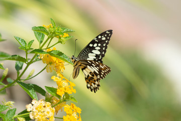 Eastern Tiger Swallowtail Butterfly found in northeast Asia.