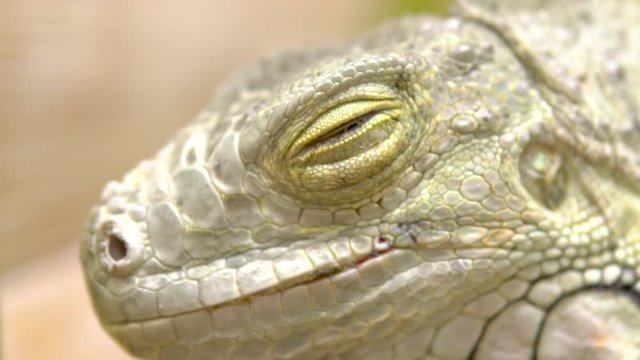 Eye of an iguana close up. Iguana big lizard basking in the sun