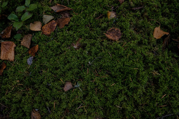Yellow leaves and twigs on the forest floor. Green Background moss in the forest.