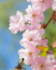 Close up of beautiful pink sakura flowers. Soft focus Cherry Blossom or Sakura flower on blue sky background. Selective focus