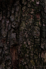 Bark texture. Dark wood background. Tree close up. Nature backdrop.  Wallpaper. 