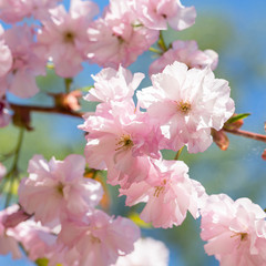 Close up of beautiful pink sakura flowers. Soft focus Cherry Blossom or Sakura flower on blue sky background. Selective focus